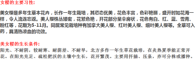 美女樱种子加拿大美女樱种子阳台庭院盆栽宿根耐寒花卉