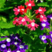 美女樱种子加拿大美女樱种子阳台庭院盆栽宿根耐寒花卉