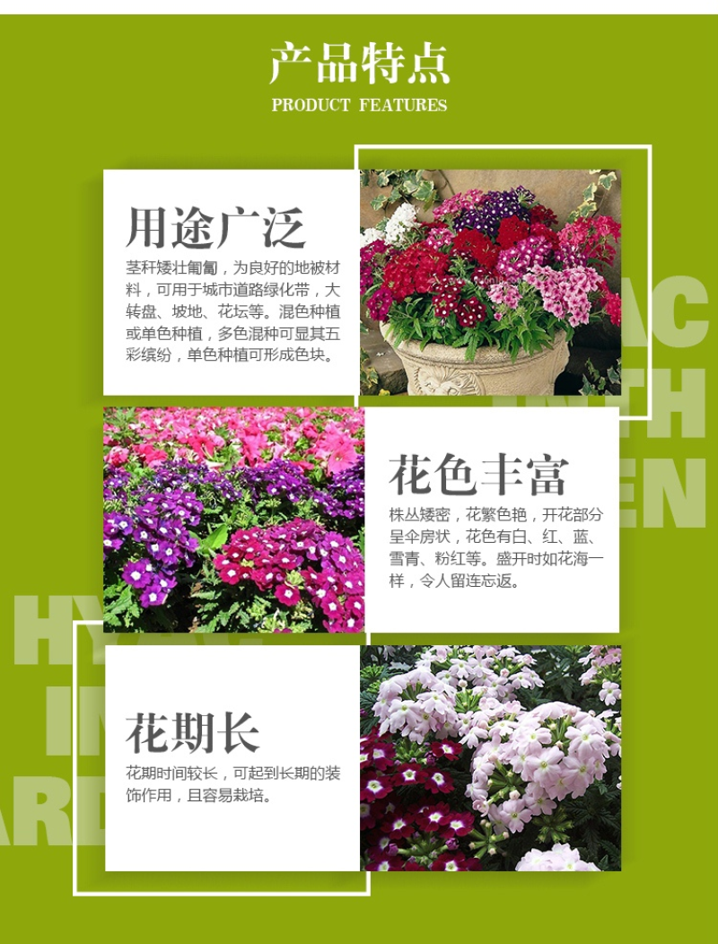 美女樱种子加拿大美女樱种子阳台庭院盆栽宿根耐寒花卉