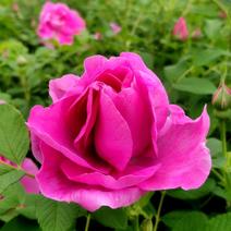 四季玫瑰小苗，中天玫瑰杯苗，可绿化，可药用