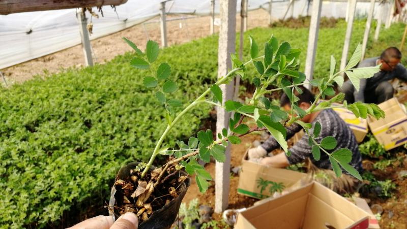 四季玫瑰小苗，中天玫瑰杯苗，可绿化，可药用