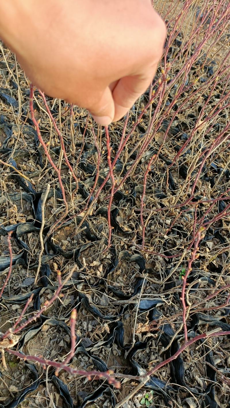 四季玫瑰小苗，中天玫瑰杯苗，可绿化，可药用