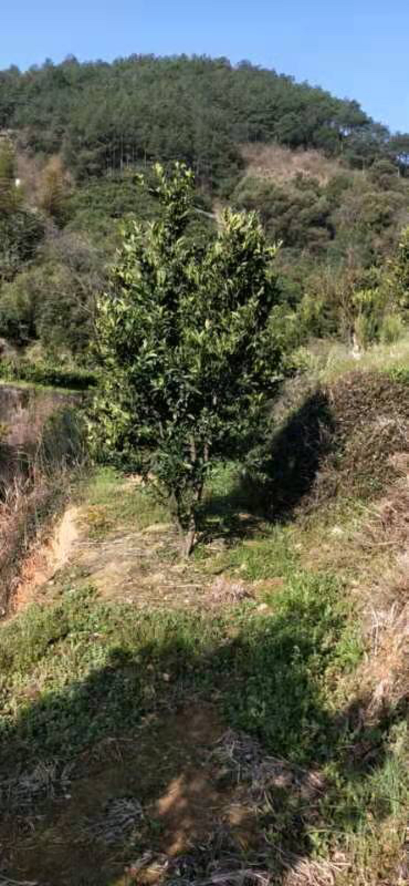 衢州芦柑大小规格都有自己家种的几万斤销售