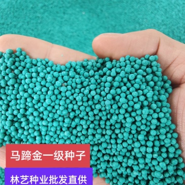 马蹄金种子草籽草坪种子小金钱草铜钱草种子易种常青耐高温