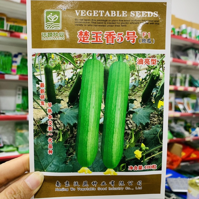 油亮型丝瓜种子楚玉香5号丝瓜杂交早熟瓜皮油绿色香味浓