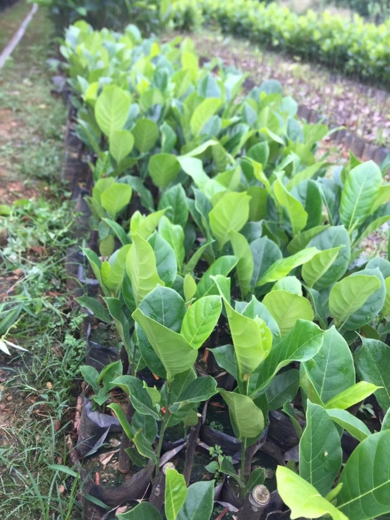 菠萝蜜苗不同品种的红肉/黄肉菠萝蜜苗/榴莲蜜苗