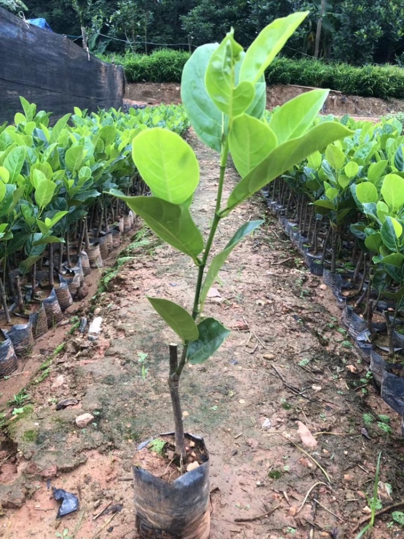 菠萝蜜苗不同品种的红肉/黄肉菠萝蜜苗/榴莲蜜苗