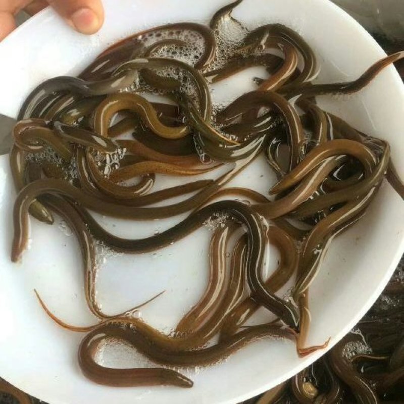 黄鳝苗，华丰九号黄鳝苗，量大可以免费送货。