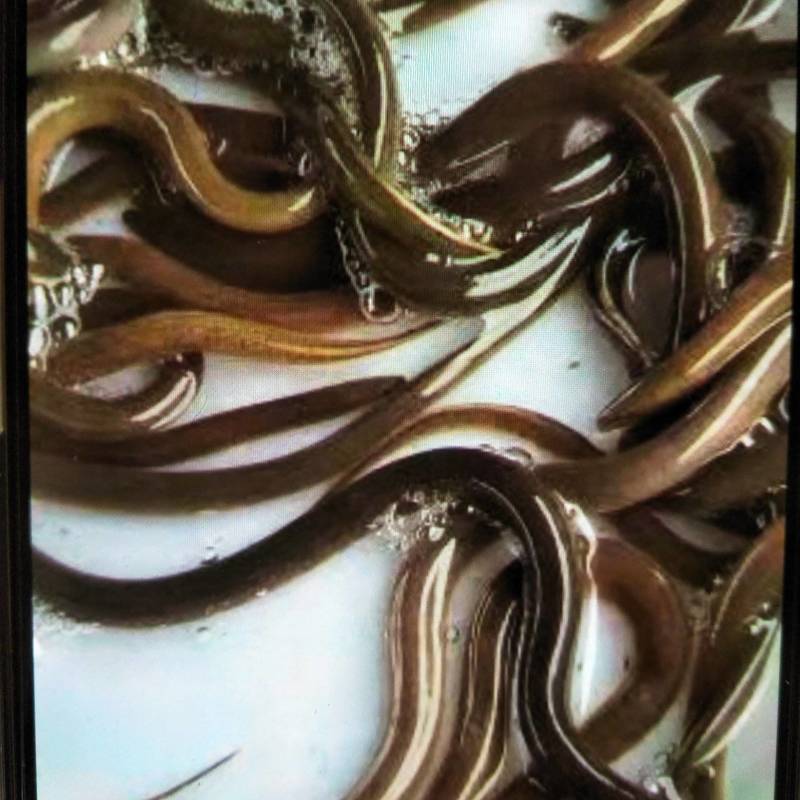 黄鳝苗，华丰九号黄鳝苗，量大可以免费送货。