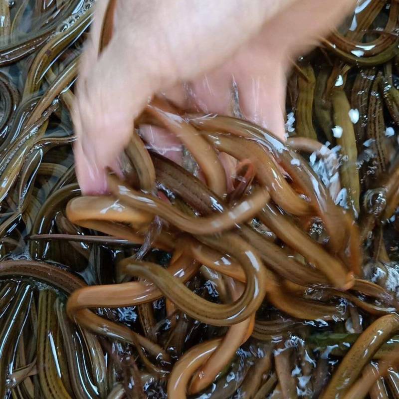 黄鳝苗，华丰九号黄鳝苗，量大可以免费送货。