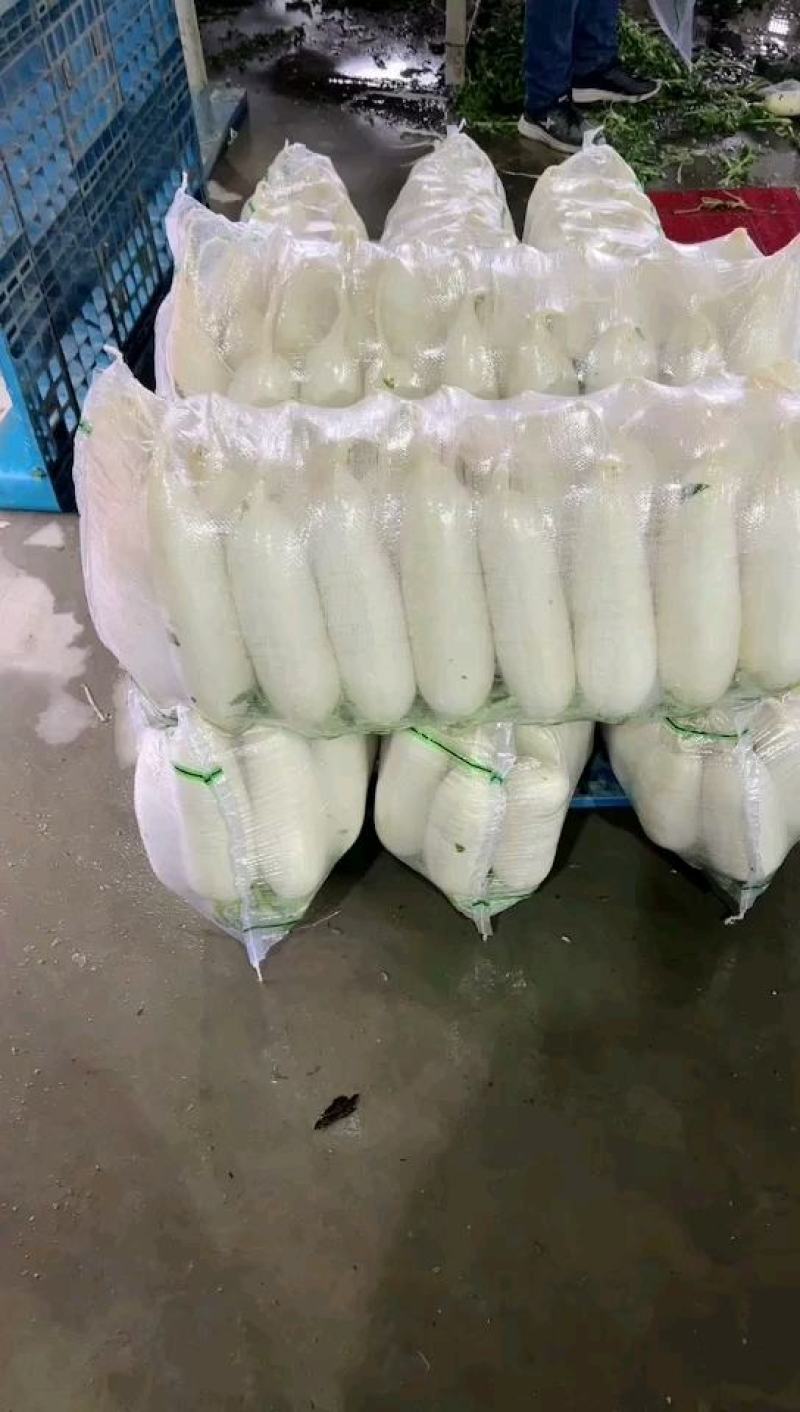 萝卜白萝卜湖北白萝卜量大从优基地直供对接全国！！