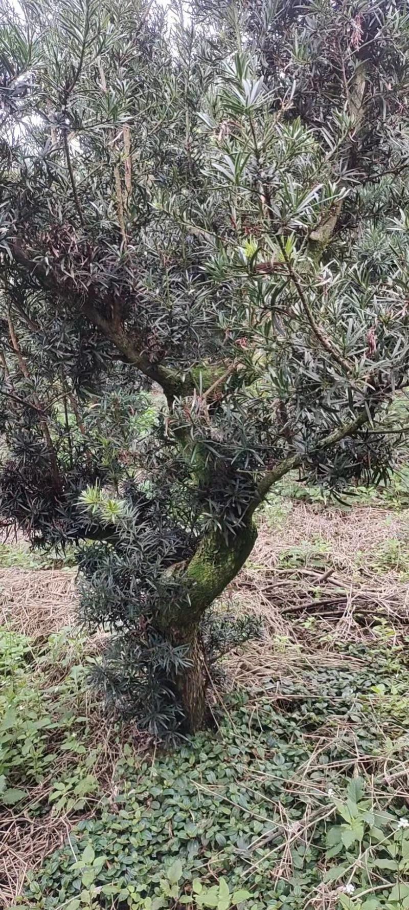 罗汉松苗