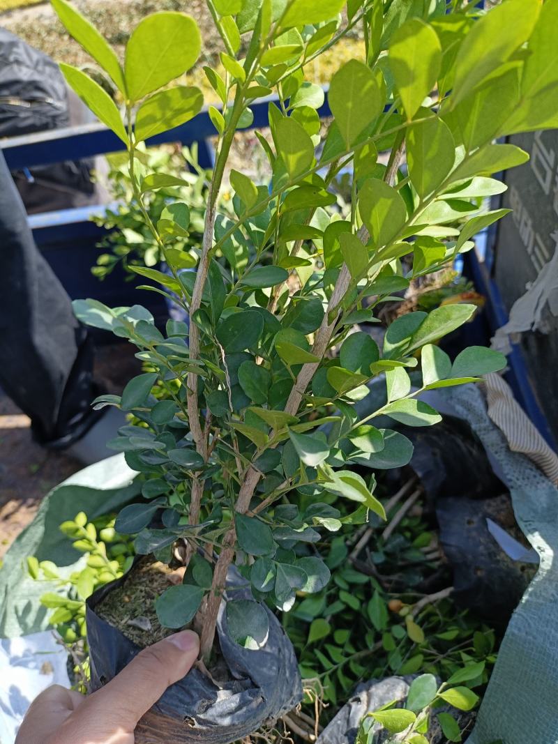 7斤袋优质九里香，价格优惠，自家种植，量大从优，没有中间