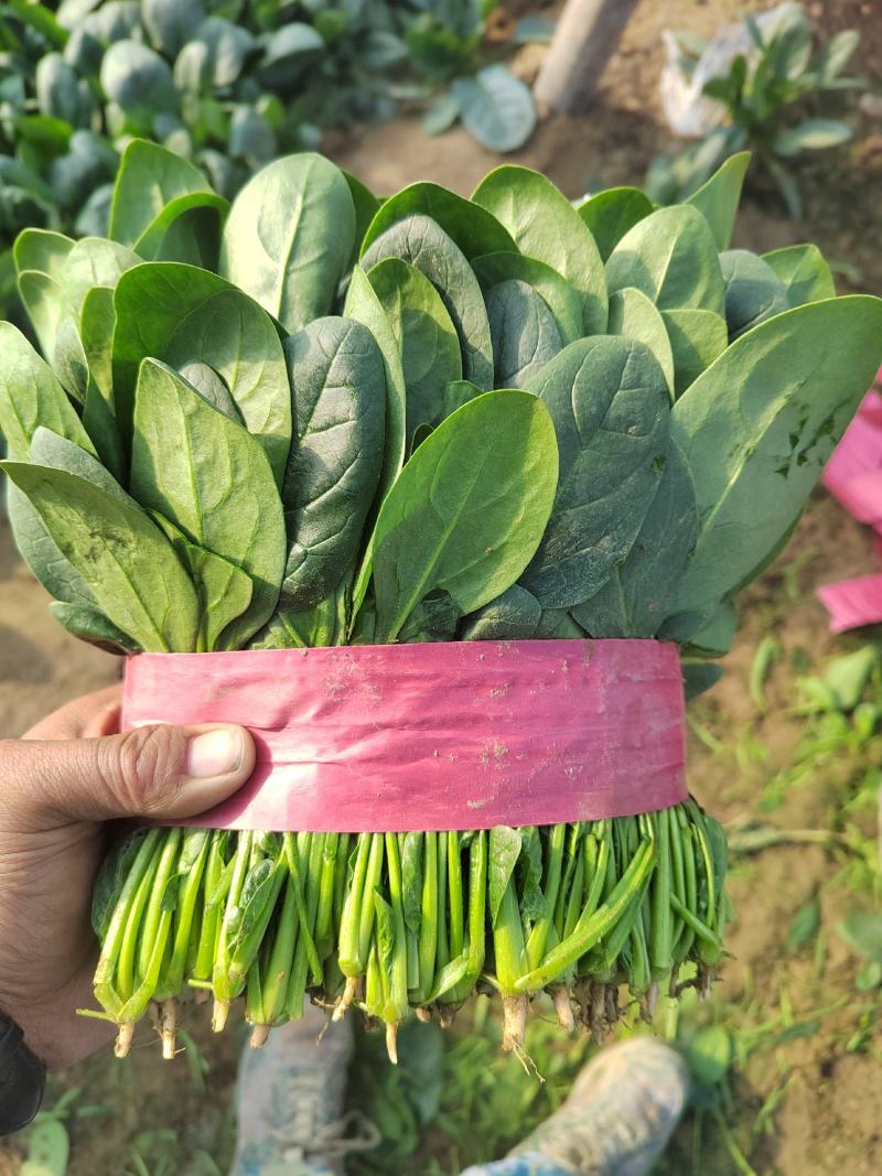 🔥菠菜山东惠民万亩种植基地规格齐全代发全国！