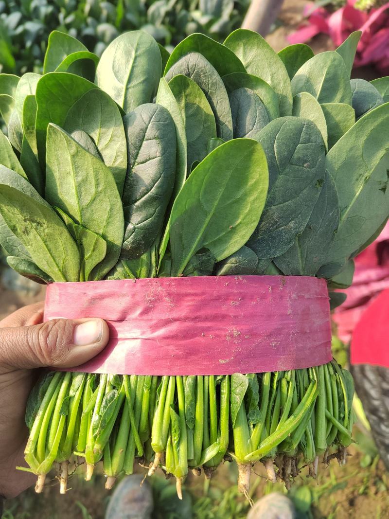 🔥菠菜山东惠民万亩种植基地规格齐全代发全国！