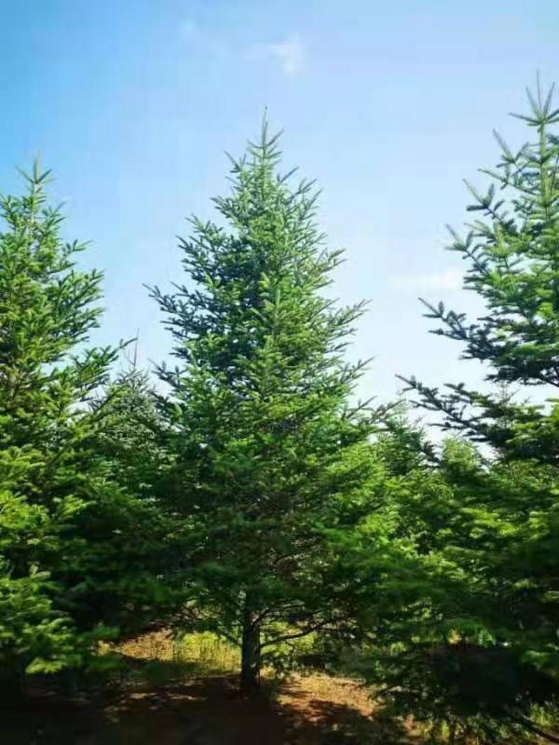 云杉树，红皮云杉苗，云杉树苗，80cm以上