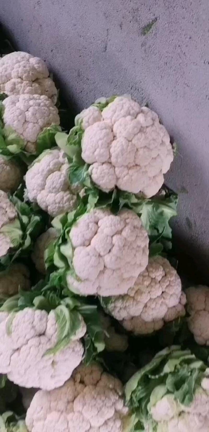 汉中菜花紧花1～3斤乳白，量大从优，固定发车，质量保