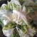 汉中菜花紧花1～3斤乳白，量大从优，固定发车，质量保