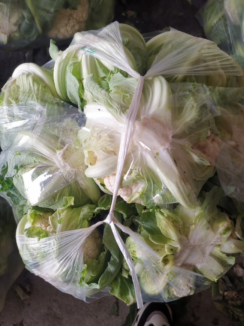 汉中菜花紧花1～3斤乳白，量大从优，固定发车，质量保