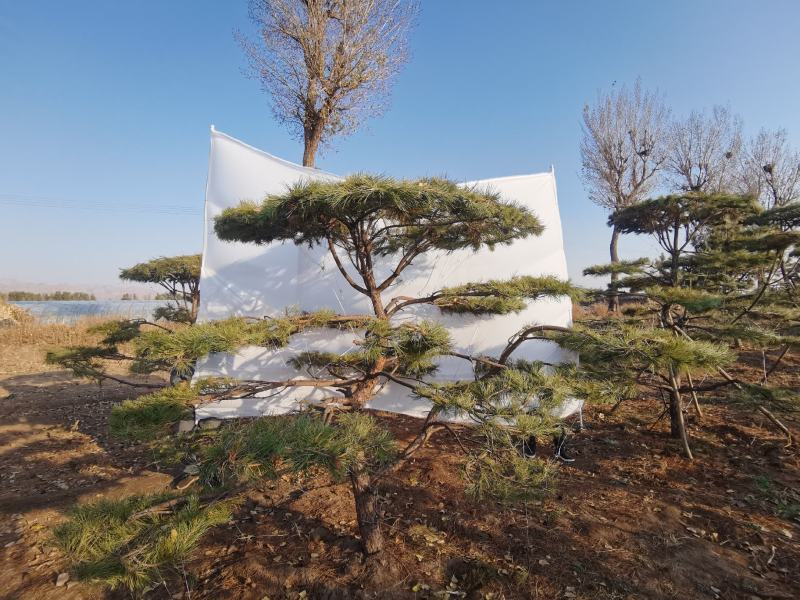 造型油松