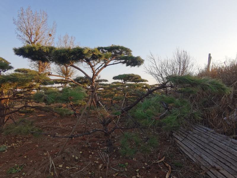 造型油松