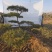 造型油松