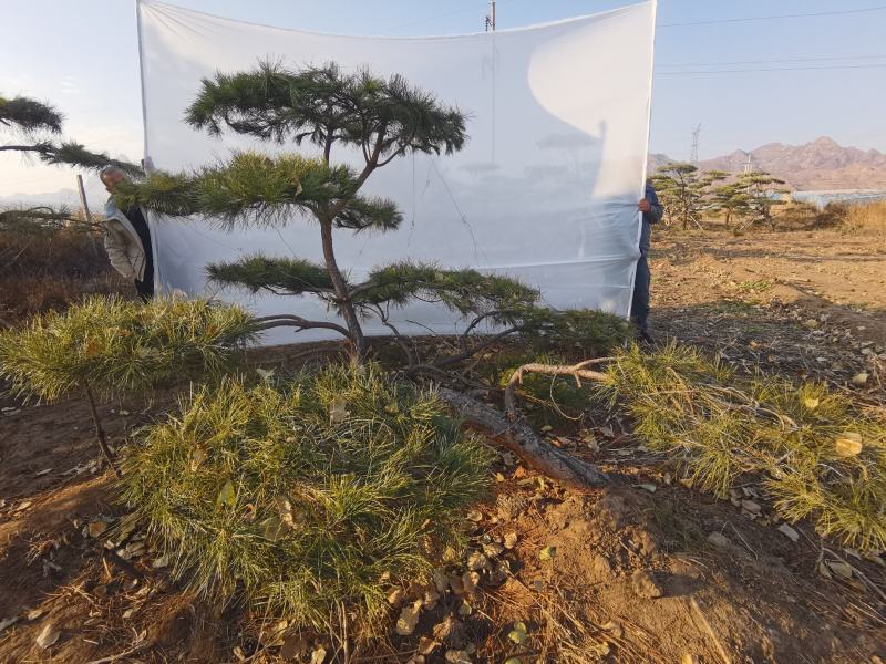 造型油松