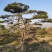 造型油松