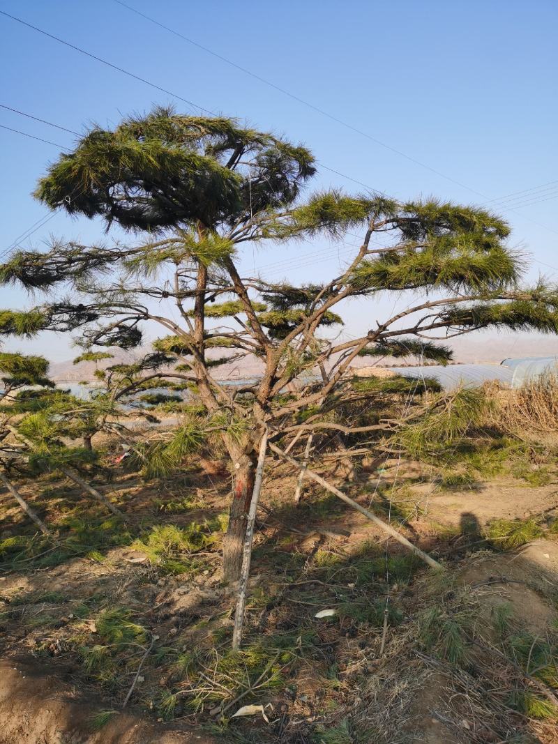 造型油松