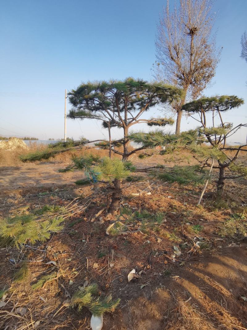 造型油松