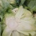 汉中菜花紧花1～3斤乳白，量大从优，固定发车，质量保