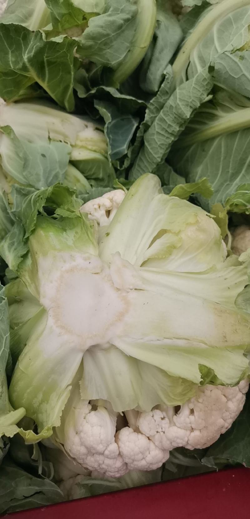 汉中菜花紧花1～3斤乳白，量大从优，固定发车，质量保
