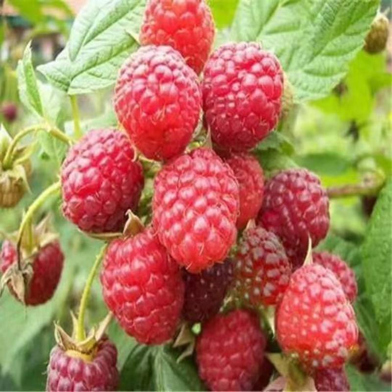 树莓红树莓双季红树莓苗树莓苗优质树莓苗