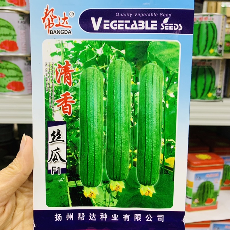 帮达清香丝瓜种子杂交一代早熟性好清香味很浓瓜皮翠绿油亮