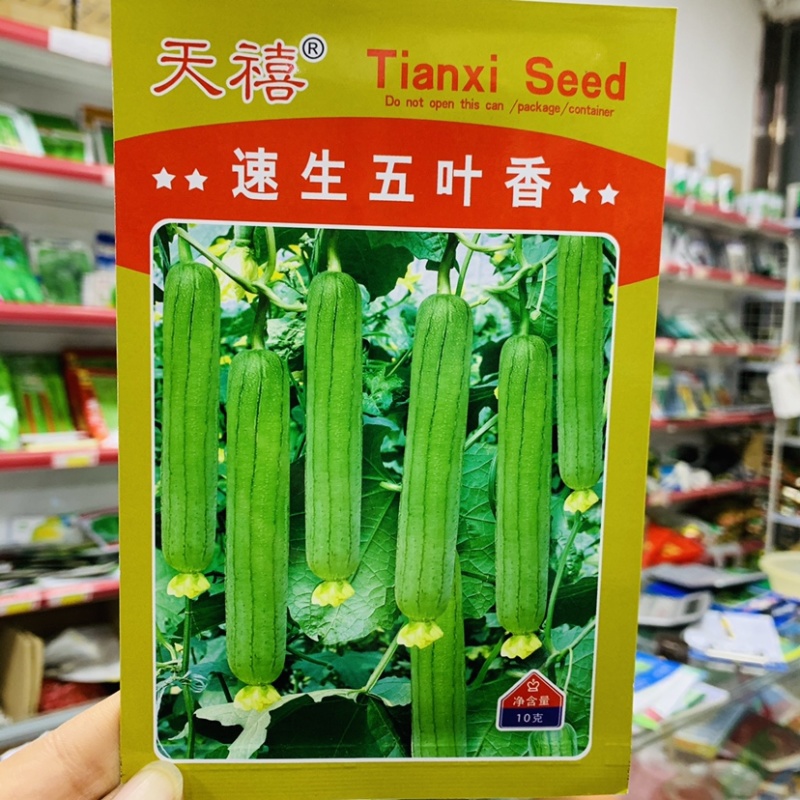 天禧速生五叶香丝瓜种子连续结瓜性强肉厚香味浓