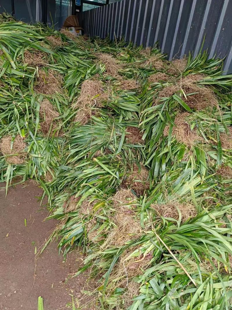 兰花鸢尾，基地直发，物美价廉，量大从优欢迎前来采购
