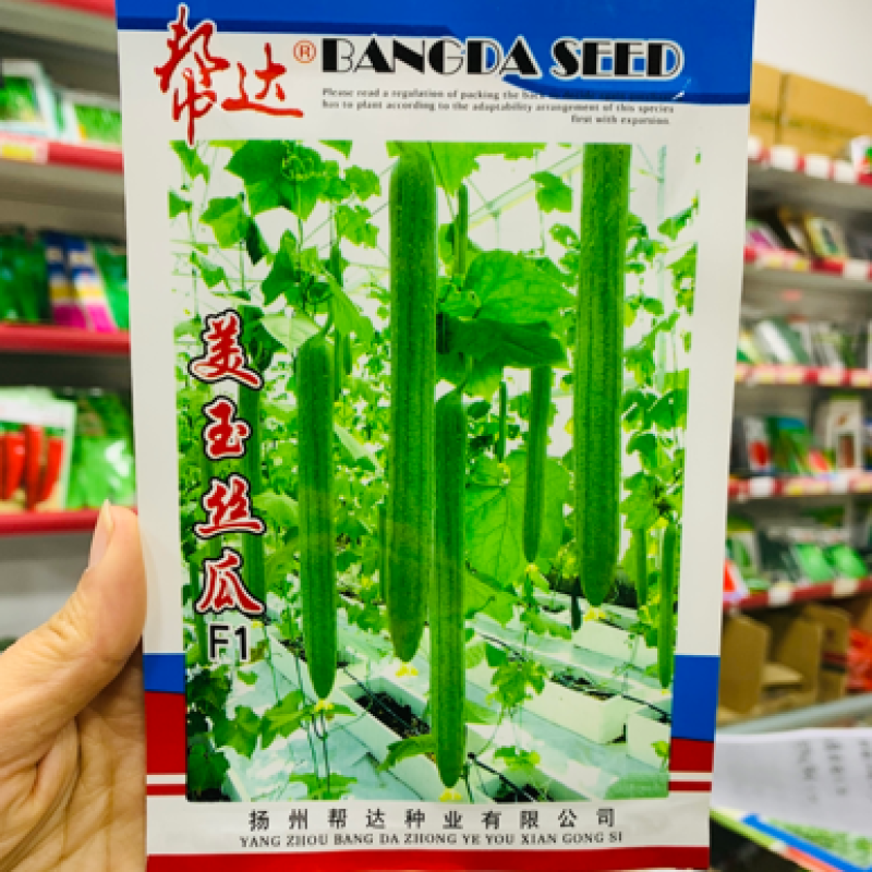 帮达美玉丝瓜种子早熟抗病强挂条顺直长丝瓜种籽春秋
