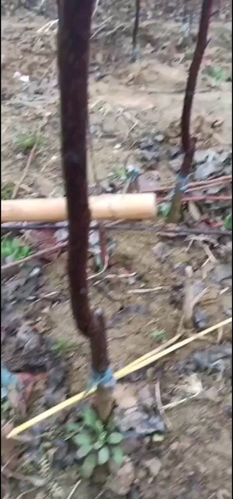 奥红一号梨树苗现刨现发,成活率高全红梨