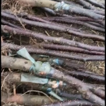 奥红一号梨树苗现刨现发,成活率高全红梨