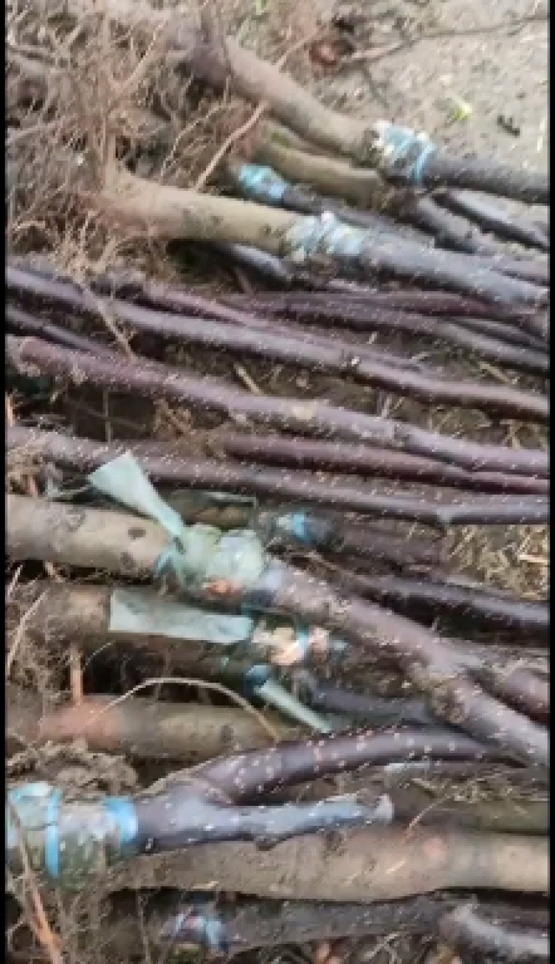 奥红一号梨树苗现刨现发,成活率高全红梨