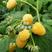 黄树莓黄树莓苗双季黄树莓苗优质树莓双季树莓苗