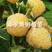 黄树莓黄树莓苗双季黄树莓苗优质树莓双季树莓苗