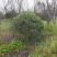 红叶石楠球150-300cm有货基地直供