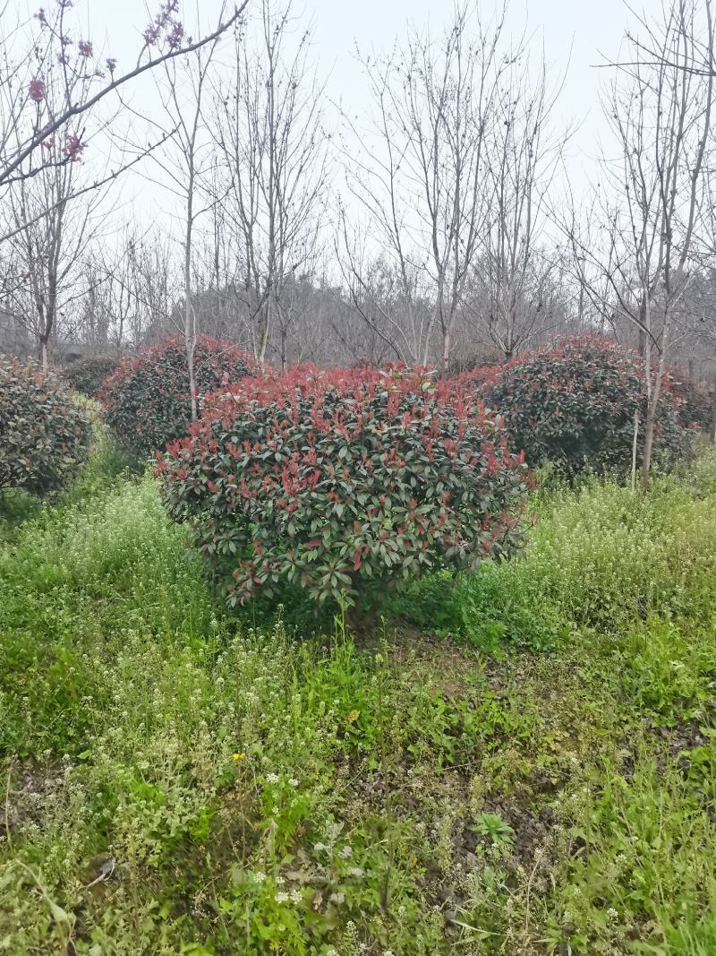 红叶石楠球150-300cm有货基地直供