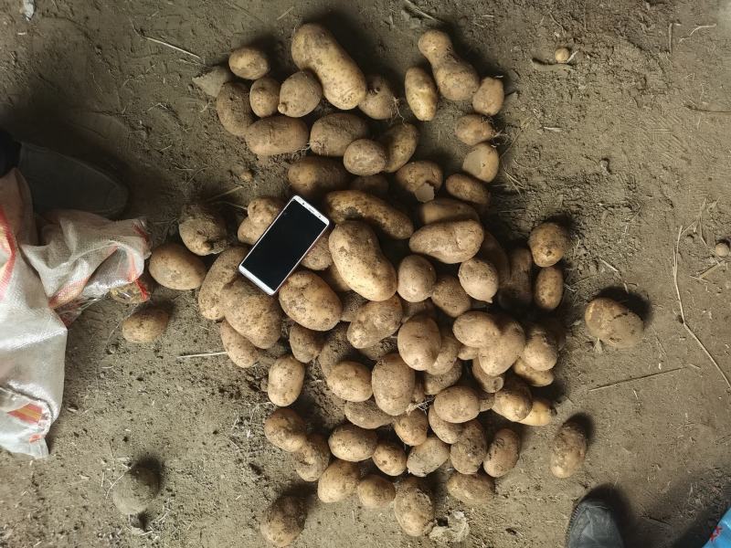 黄皮黄心希森六号土豆个头大，薯型好，颜色好。