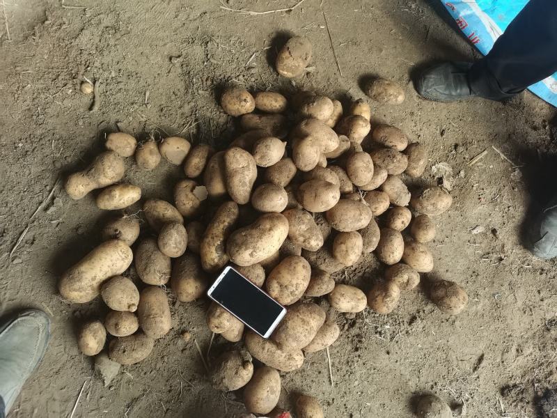 黄皮黄心希森六号土豆个头大，薯型好，颜色好。