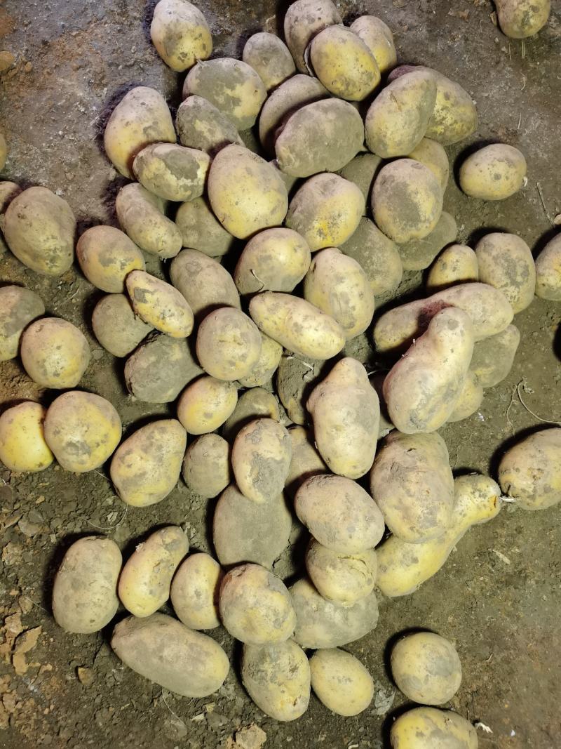 黄皮黄心希森六号土豆个头大，薯型好，颜色好。