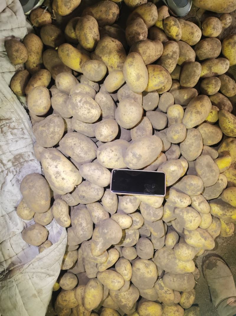 黄皮黄心希森六号土豆个头大，薯型好，颜色好。