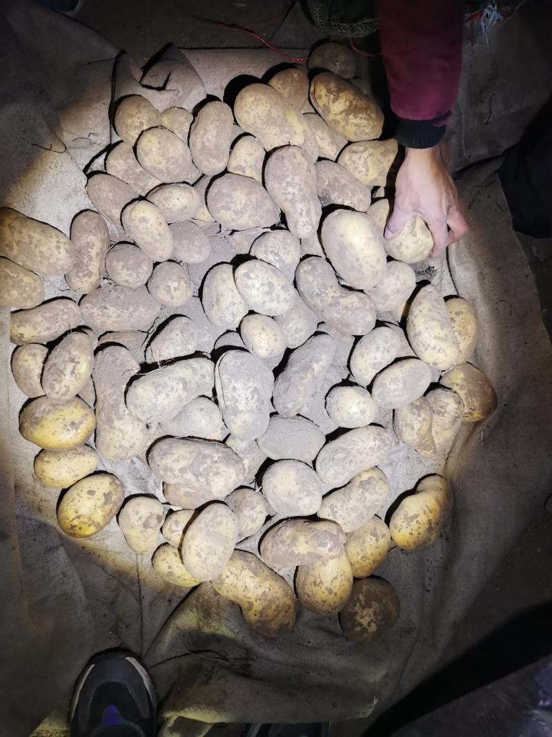 黄皮黄心希森六号土豆个头大，薯型好，颜色好。