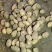 黄皮黄心希森六号土豆个头大，薯型好，颜色好。